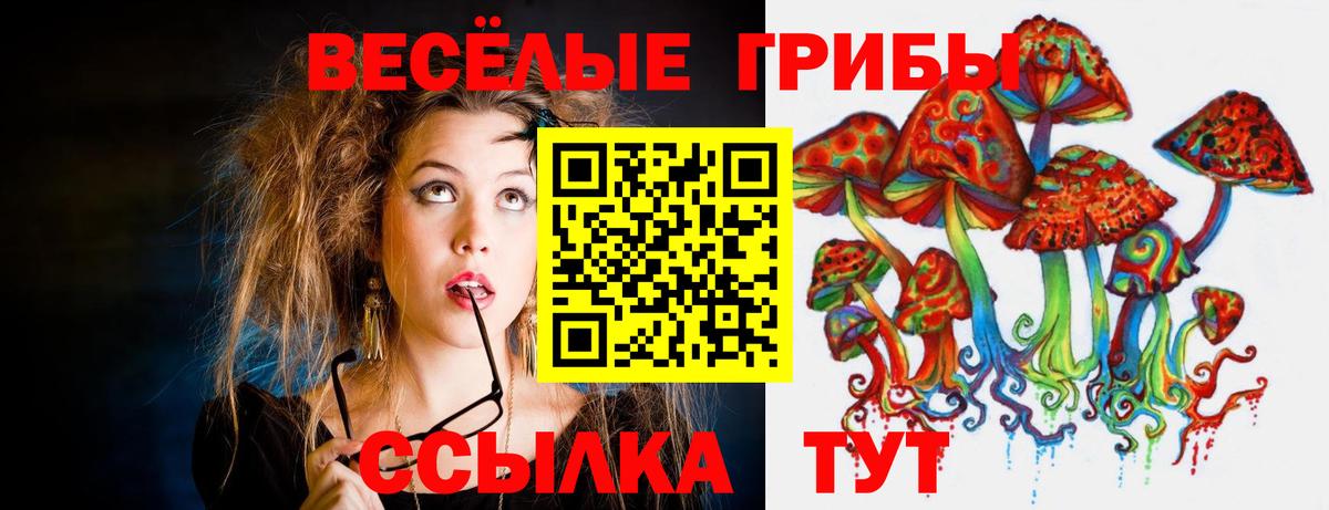 Псилоцибиновые грибы Psilocybe Тайшет